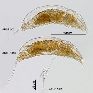 Image courtesy of ANSP (Jersabek et al. 2003) <a href='../../Reference/Index/15798' target='_blank'>[Ref.15798]</a>; females (lateral views), and trophi (ventral view)